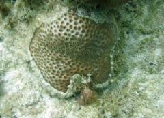 Knobby Star Coral