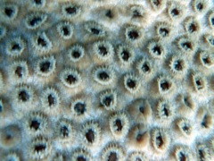 Knobby Star Coral (Close)