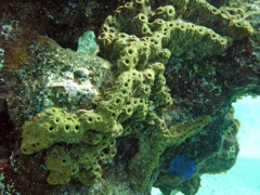 Lumpy Overgrowing Sponge (agae gives green color)