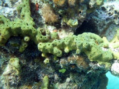 Lumpy Overgrowing Sponge with Algae
