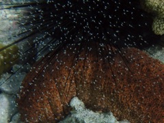 Mysid Shrimp with Sea Cucumber