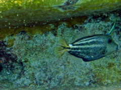 Orange Spot Filefish