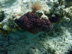 Pitted Sponge