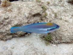 Princess Parrotfish