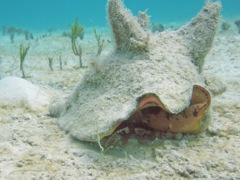 Queen Conch (Lookin' at ya!)