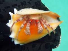 Red Banded Hermit Crab