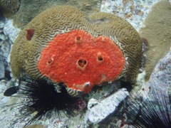 Red Boring Sponge