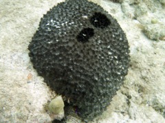 Black Ball Sponge