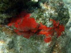 Red-Orange Encrusting Sponge