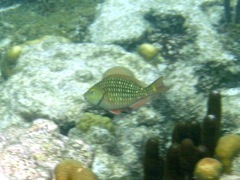 Redband Parrotfish Juv