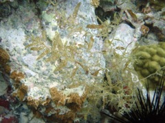 Sarassum Algae
