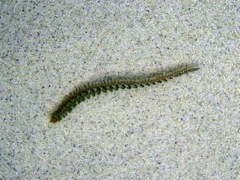 Scale Worm
