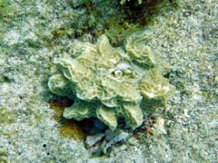 Scaled Lettuce Coral