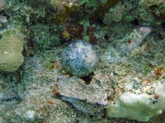 Sea Pearl Algae