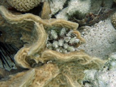 Slate Pencil Urchin in Thin Leaf Lettuce Coral 