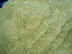 Smooth Star Coral (Closer)