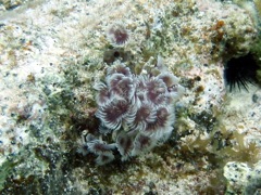 Social Feather Duster Worms