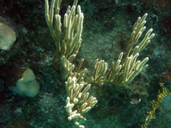 Spiny Sea rod