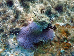 Sponge Zoanthid 