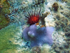 Sponge Zoanthid & Rock Boring Urchin
