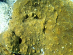 Star Encrusign Sponge