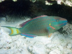 Stoplight Prrotfish