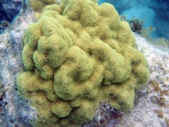 Blue Crust Coral