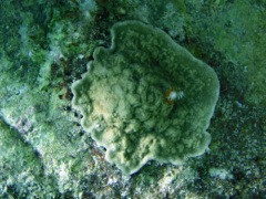 Sunray Lettuce Coral