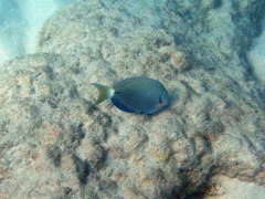 Surgeonfish - 1st fish!
