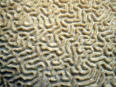 Symetrical Brsain Coral (Close)