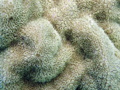 Blue Crust Coral (Close)