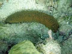 Three-Row Sea Cucumber