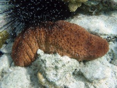 Three-Rowed Sea Cucumber