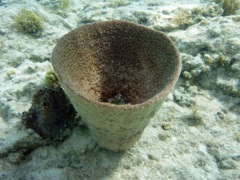 Vase Sponge