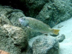 Yellotail Parrotfish Initial