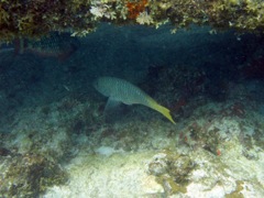 Yellowtail Parrotfish