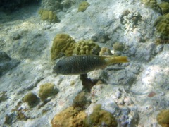 Yellowtail PArrotfish