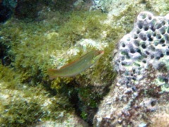 Bluelip Parrotfish
