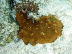 Brown Variable Sponge
