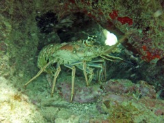 Caribbean Spiny Lobster