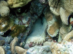 Common Octopus eating a Banded Clinging Crab 