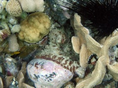 Common Octopus eating a Banded Trochus Snail