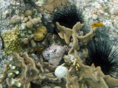 Common Octopus's Garden 