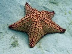 Cusion Sea Star