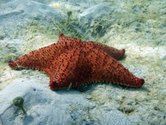 Cusioned Sea Star