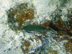 Cymothoid Isopod on Broun Chromis