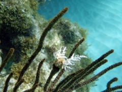 Diffuse Ivory Bush Coral