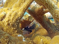 Dusky Squirrelfish in Staghorn Coral