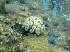 Eliptical Star Coral