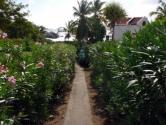 Path to Spring Bay